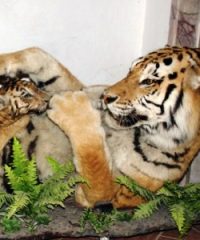 Museo Zoologico