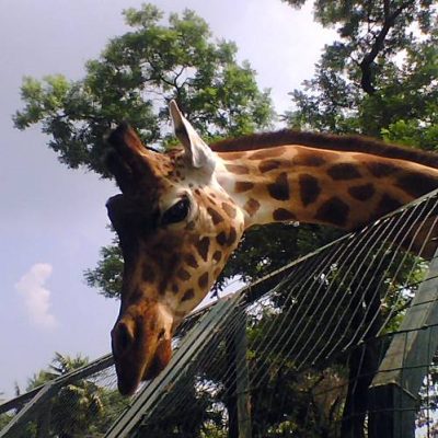 Zoo di Pistoia