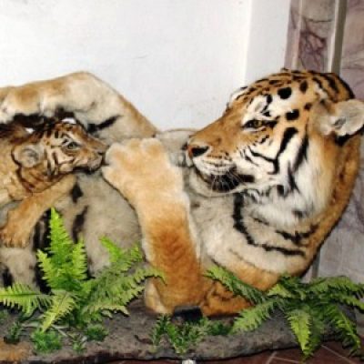 Museo Zoologico